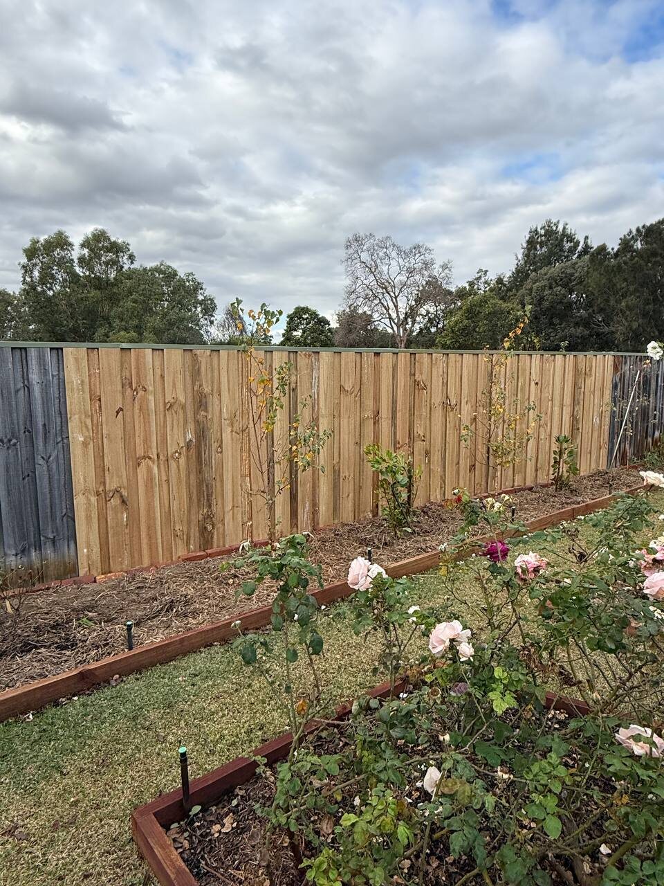 Timber paling fence
